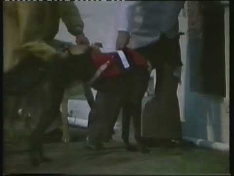 1978 IRISH DERBY FINAL - PAMPERED ROVER